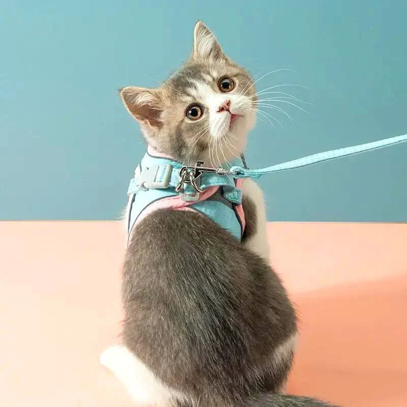 Imbracatura per gatti comoda e sicura - Ideale per le uscite